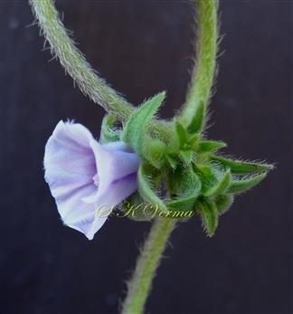  Inflorescence-Cymose head